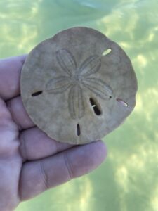Sand Dollar Finds in Naples Hand holding a sand dollar shell on a Naples beach, with sand and sunlight highlighting its delicate design.
