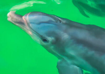 Dolphin swimming in emerald green water near a boat in Naples, Florida