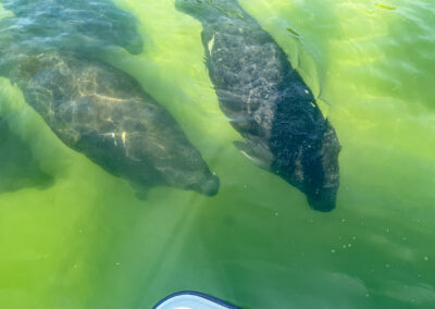 Three manatees swim under a boat in clear Gulf waters near Gordon Pass in Naples, Florida.