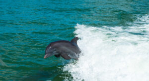 Dolphin playing in the wake of a LivBLue Charter Bottlenose dolphin jumping in the wake of a boat during a private tour in Naples, Florida